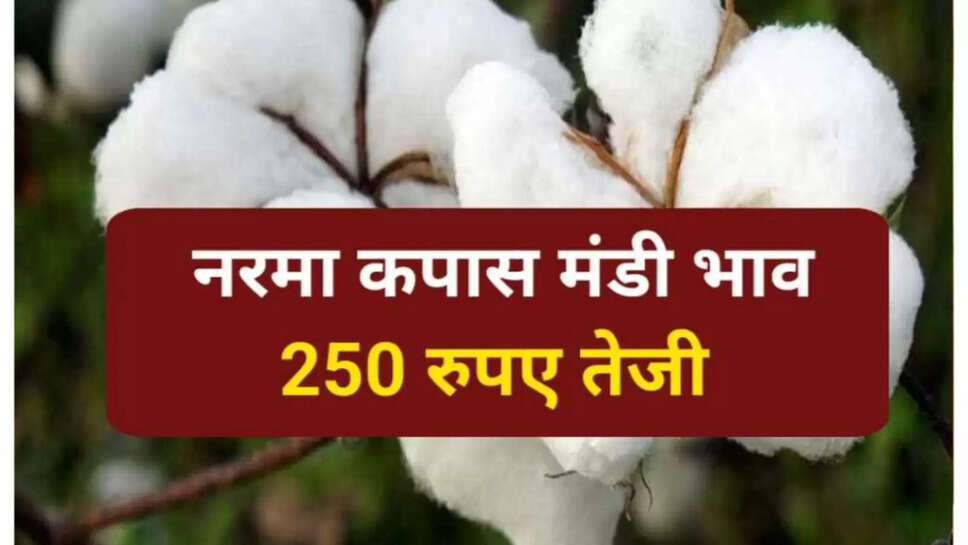 cotton prices