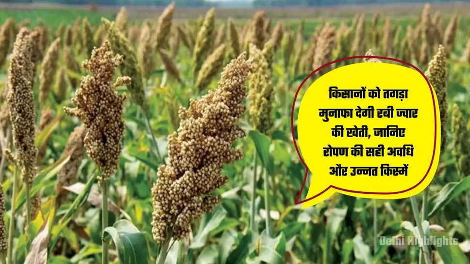 Rabi Jowar