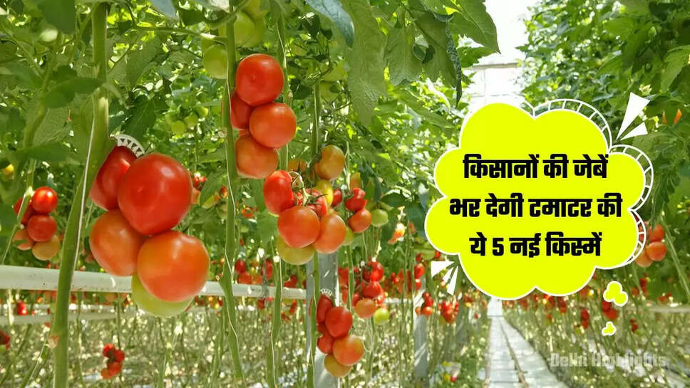 Tomato Farming