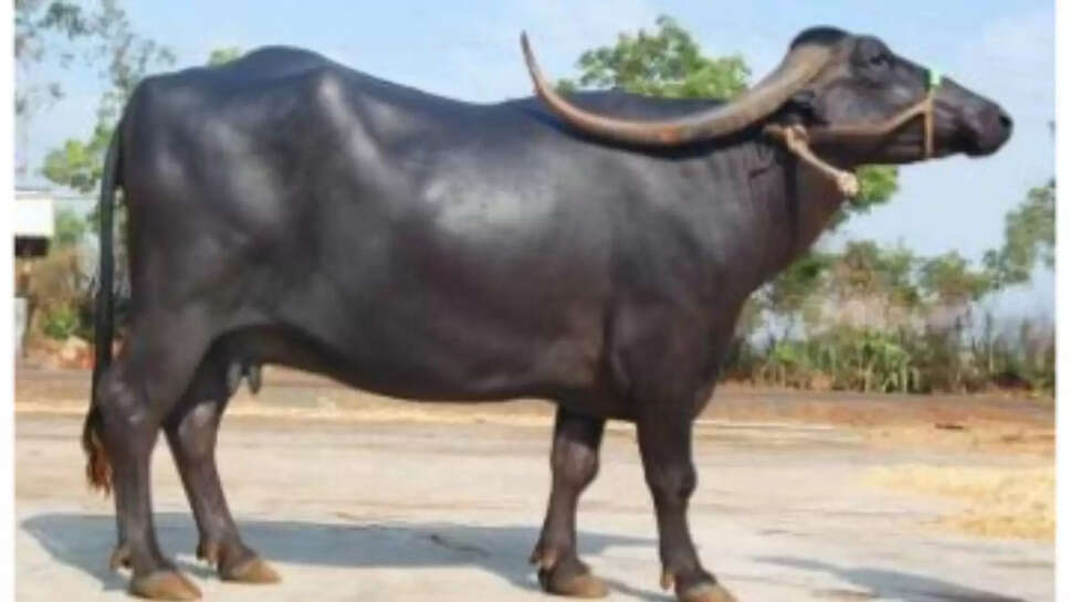 Rape with buffalo