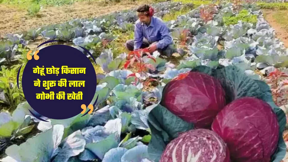 Cultivation of Red Cabbage