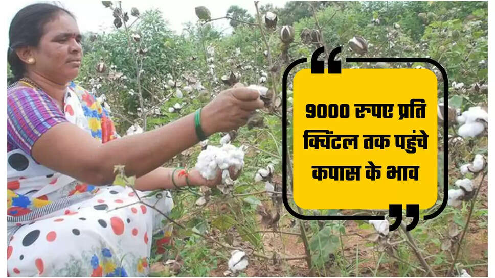 Cotton Price