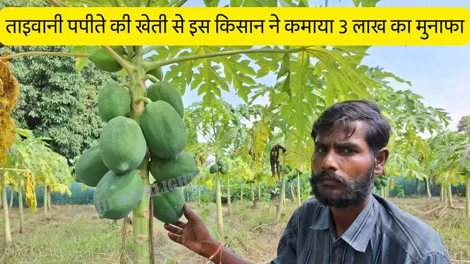 Cultivation of Taiwanese Papaya