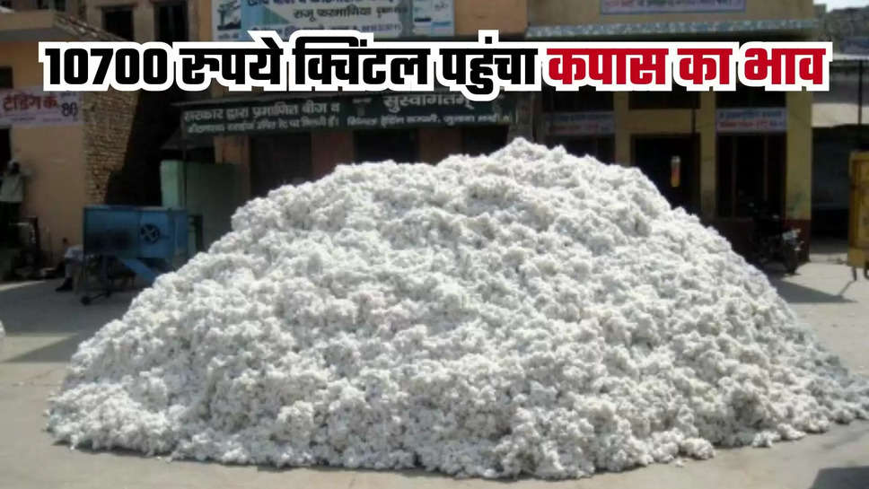 cotton price