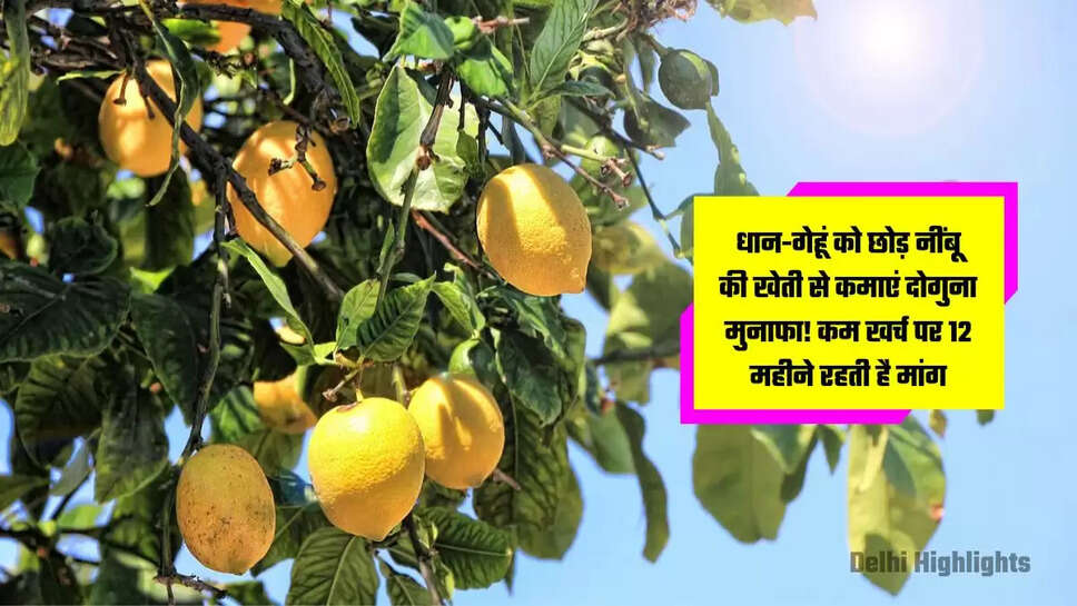 Lemon cultivation
