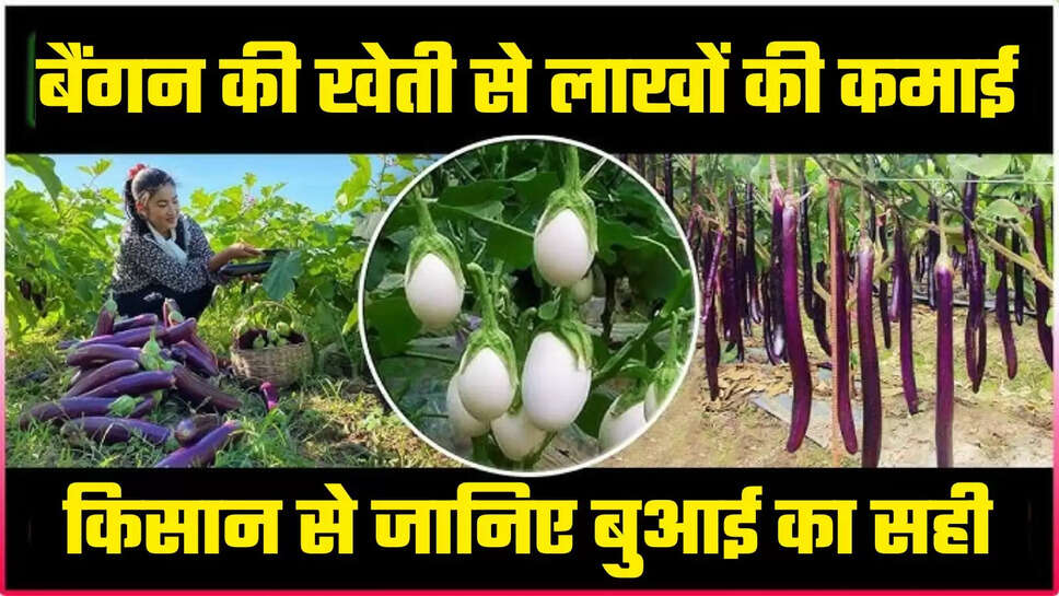 Cultivation of eggplant