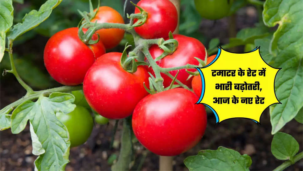 Tomato Price Hike