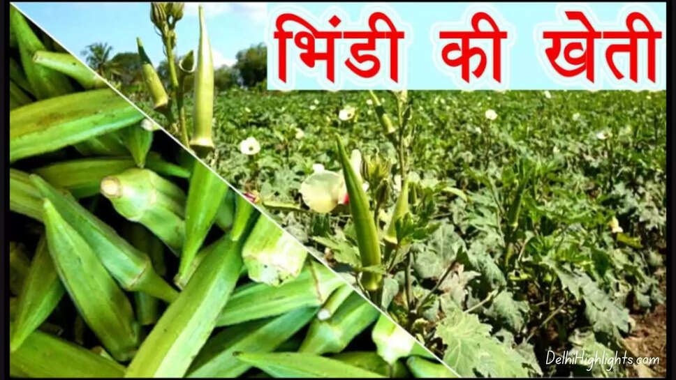 Bhindi ki Kheti