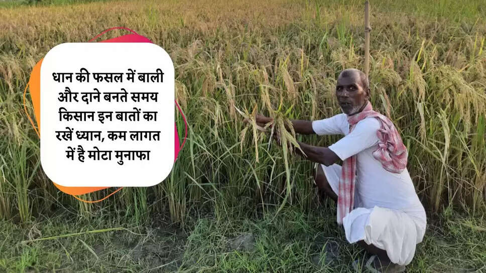 paddy crop