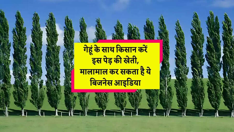 Poplar Tree Farming