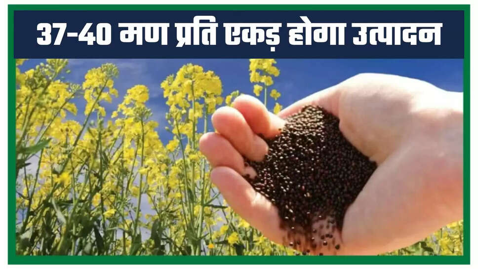 Hybrid variety of mustard